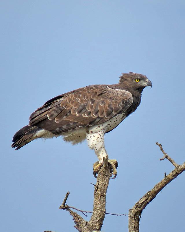 Martial Eagle Photo by Peter Boesman