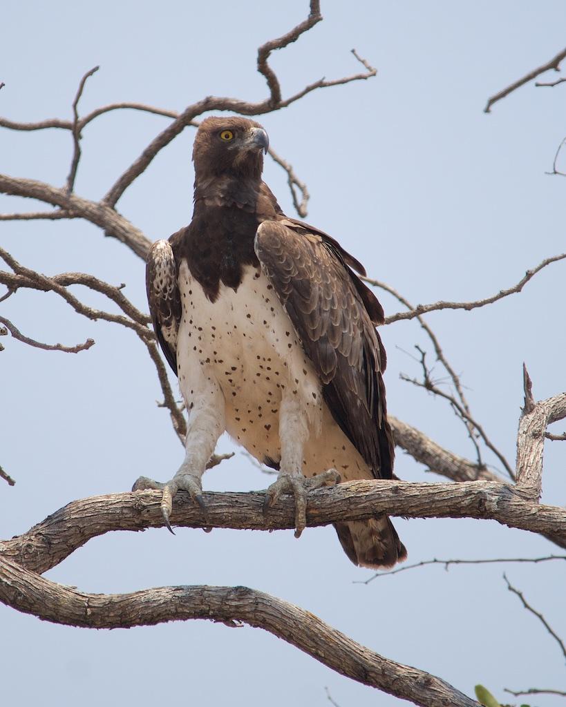 Martial Eagle Photo by Denis Rivard