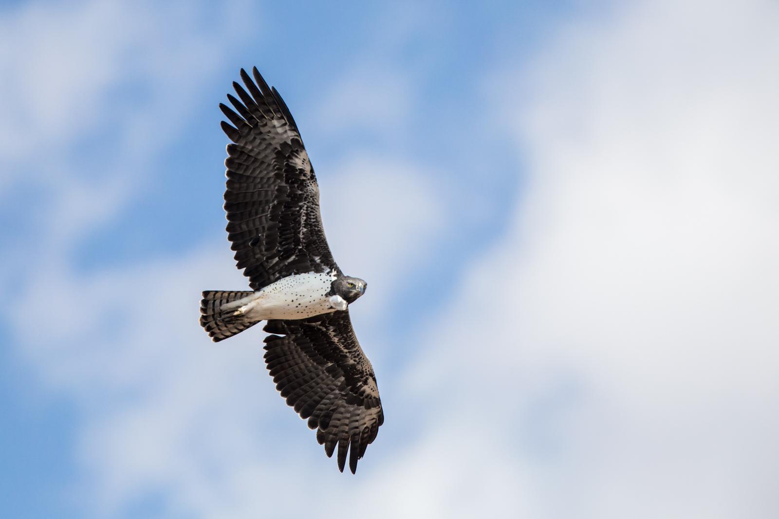 Martial Eagle Photo by Rhys Marsh