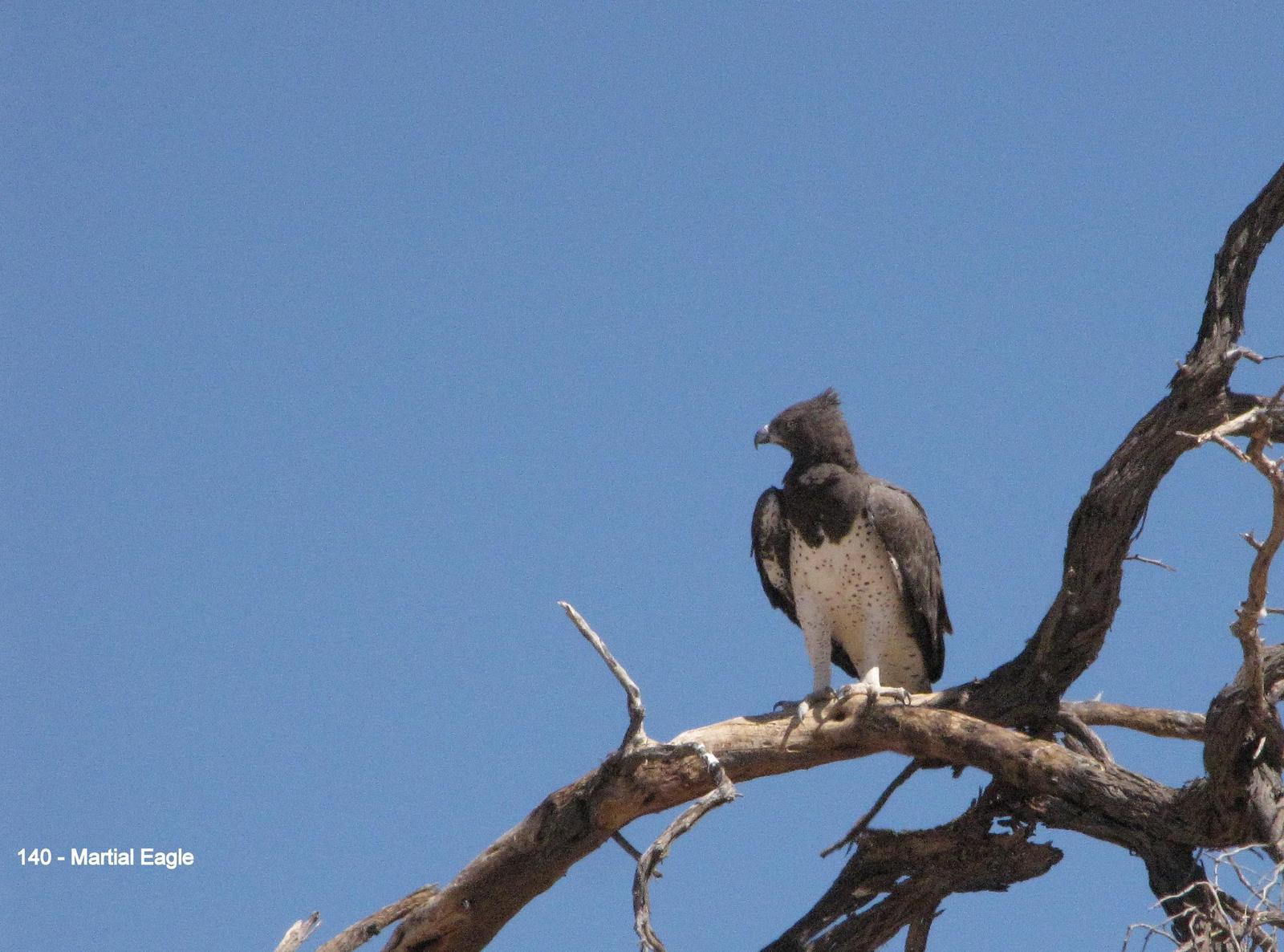 Martial Eagle Photo by Richard  Lowe