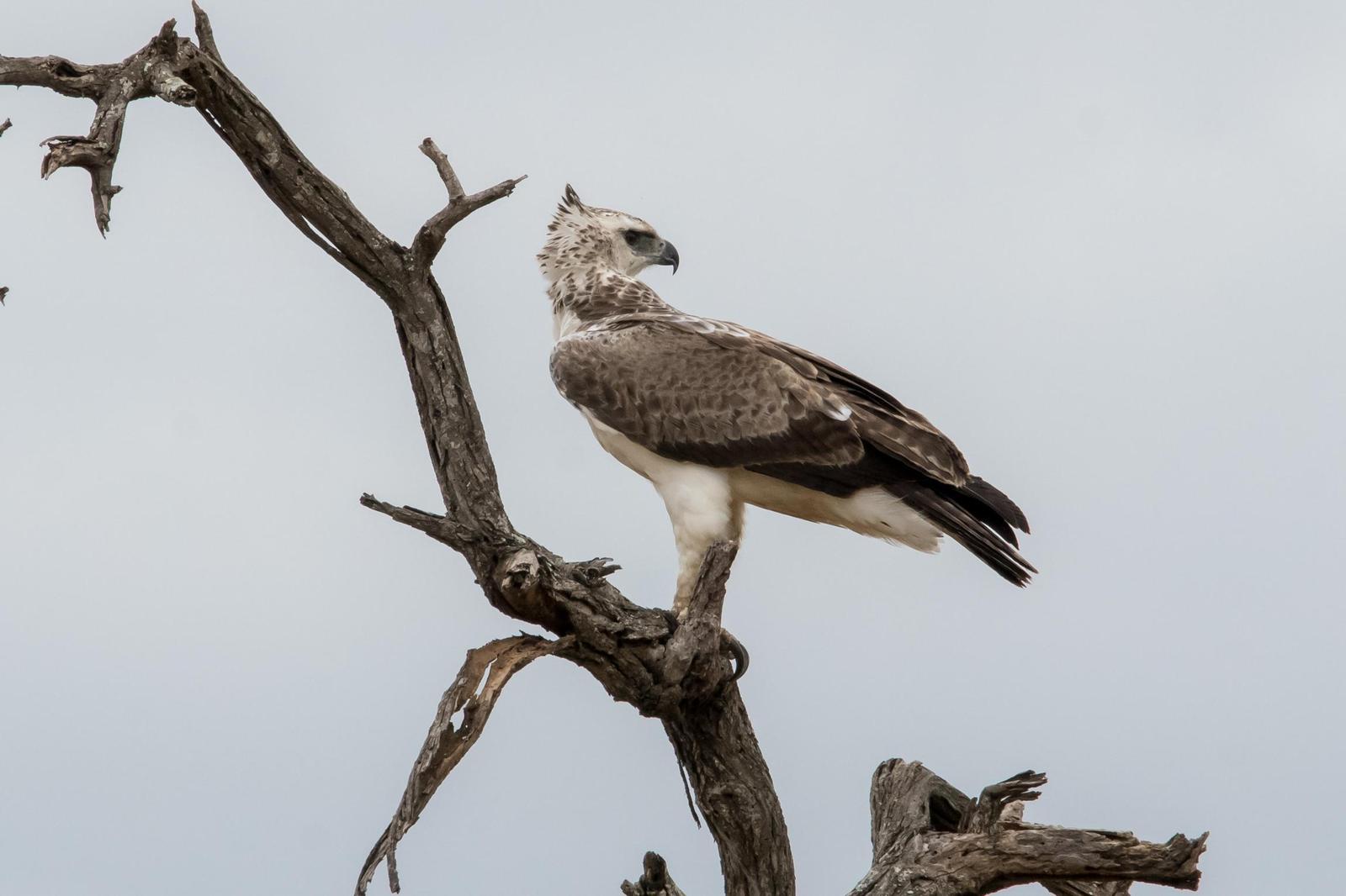 Martial Eagle Photo by Gerald Hoekstra