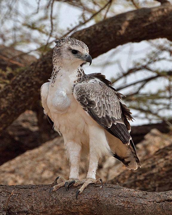 Martial Eagle Photo by Jack Jeffrey