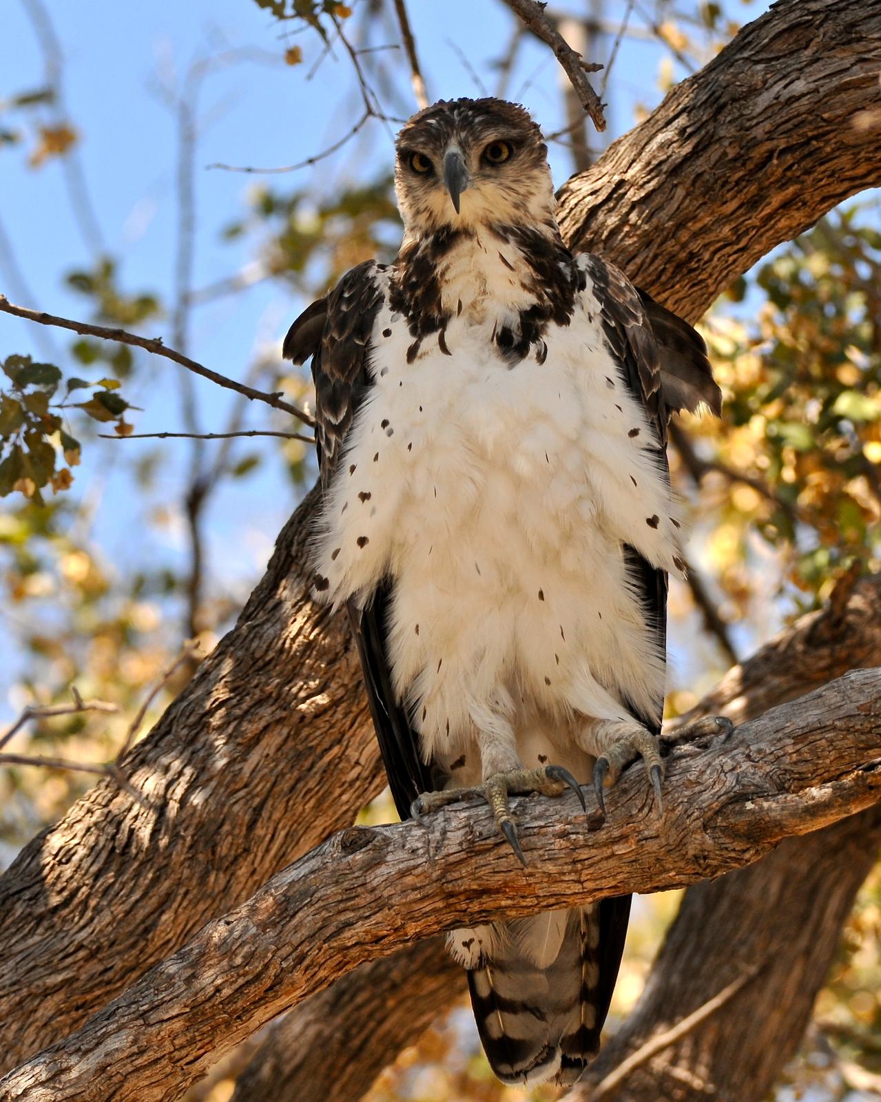Martial Eagle Photo by Gerald Friesen