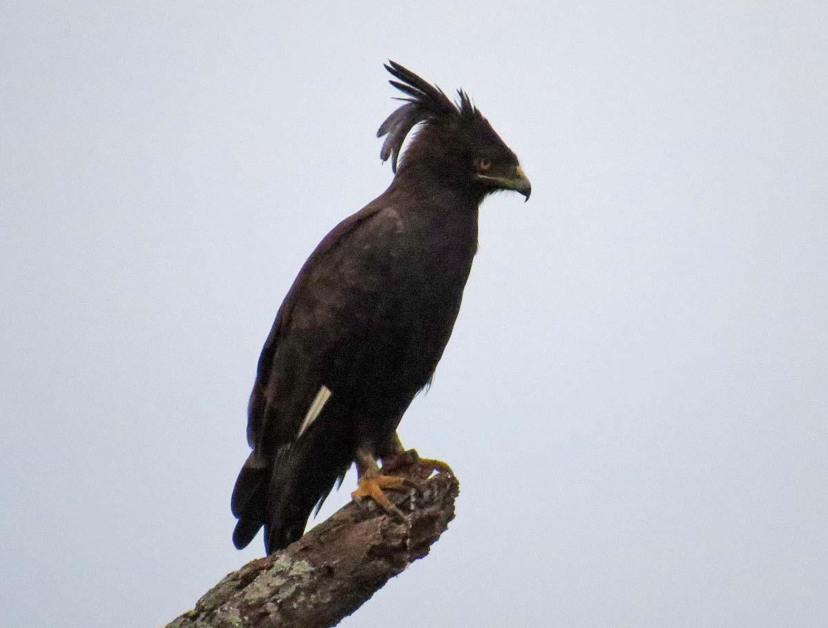 Long-crested Eagle Photo by Peter Boesman