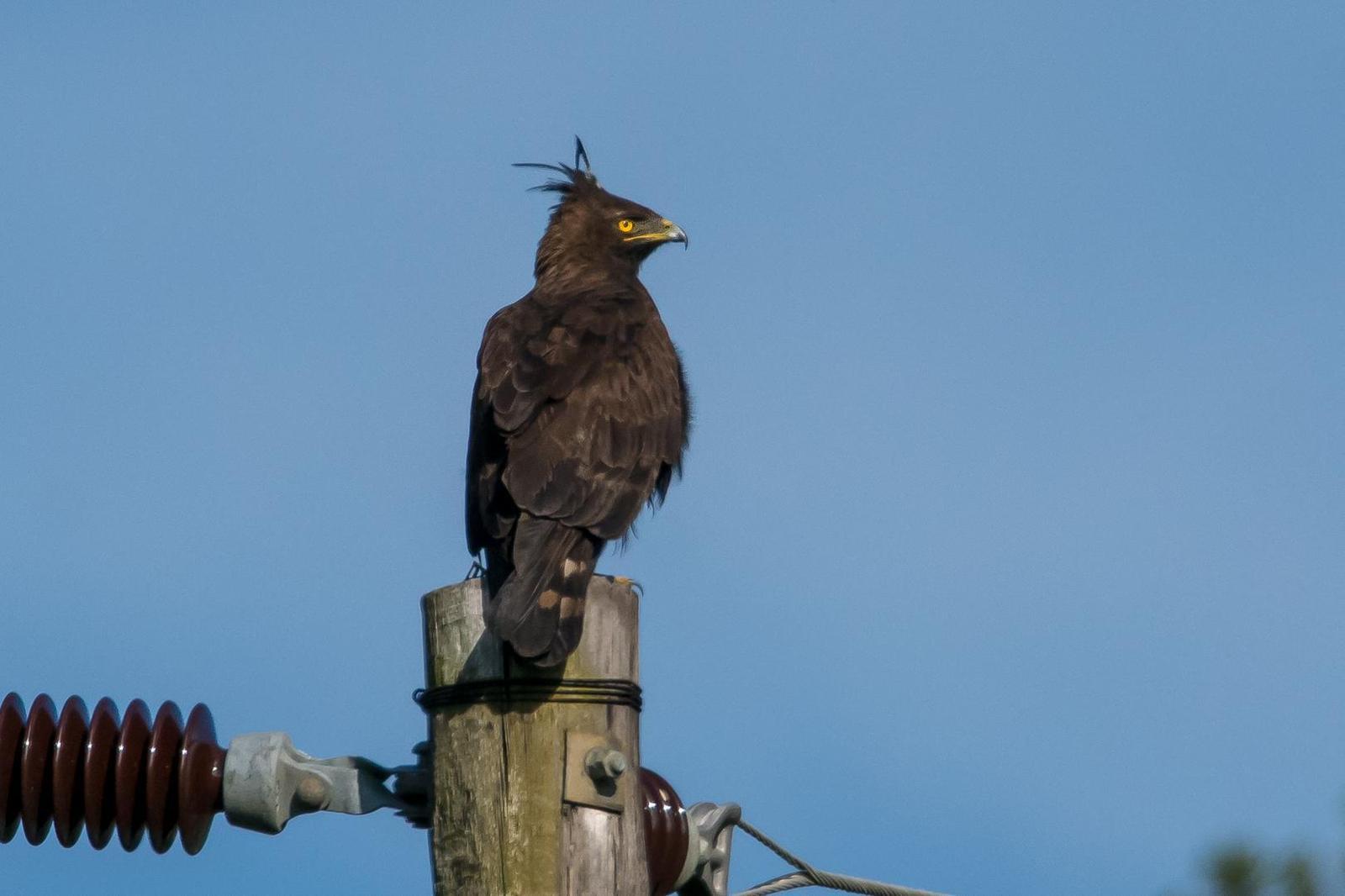 Long-crested Eagle Photo by Gerald Hoekstra