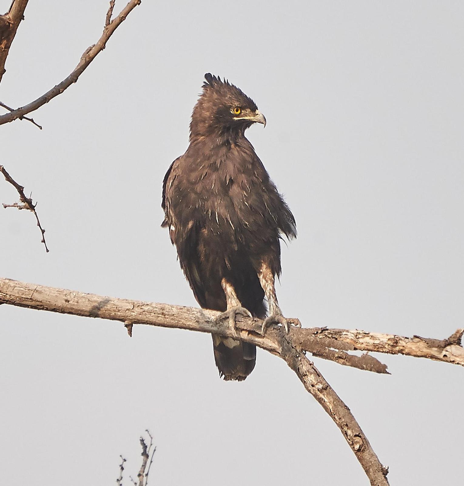 Long-crested Eagle Photo by Steven Cheong