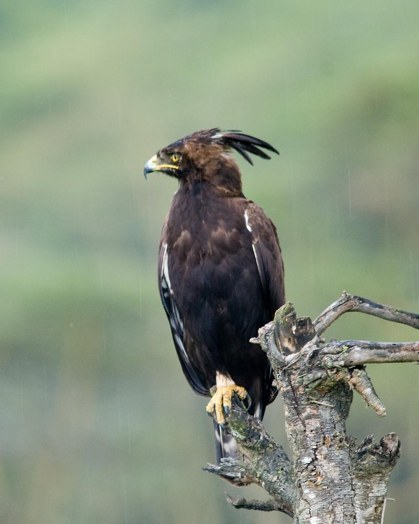 Long-crested Eagle Photo by Carol Foil