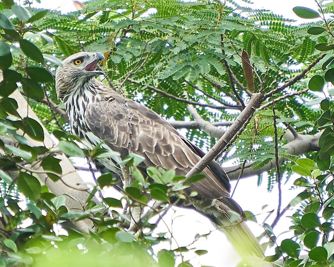 Changeable Hawk-Eagle (Changeable) Photo by Steven Cheong