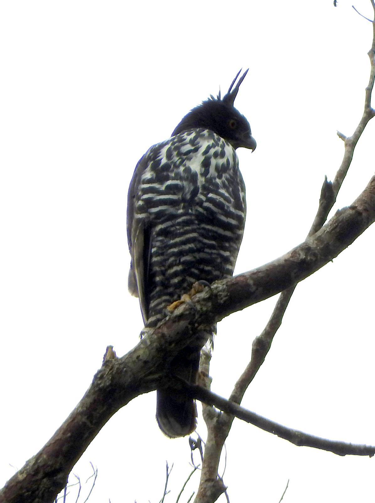 Blyth's Hawk-Eagle Photo by Todd A. Watkins