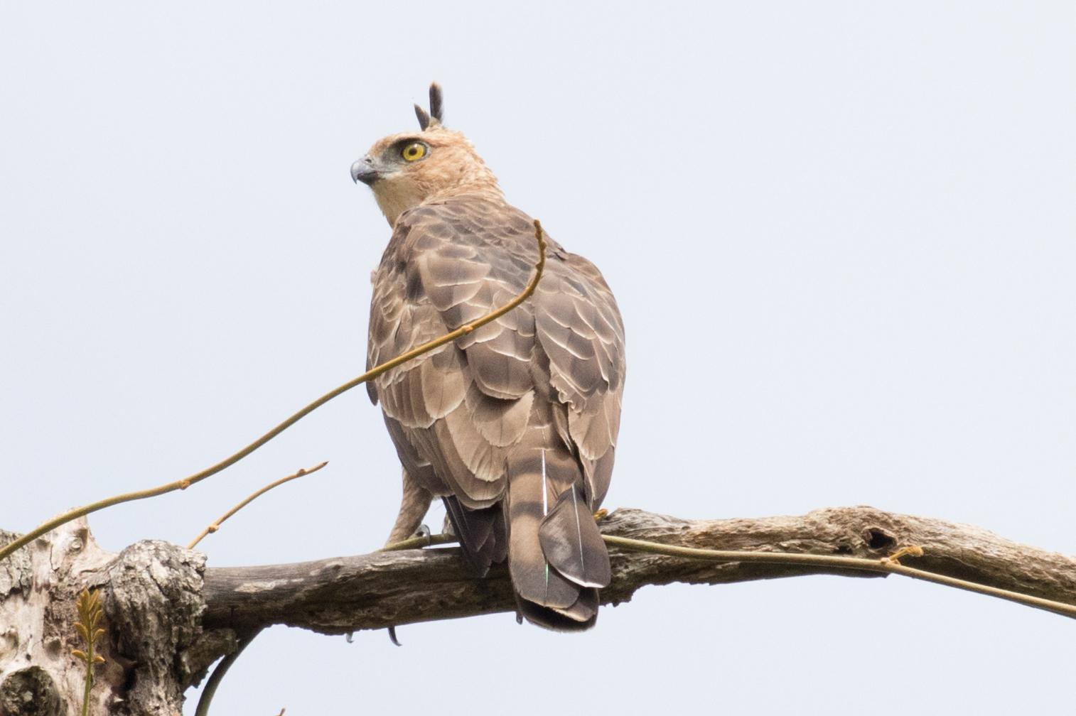 Wallace's Hawk-Eagle Photo by Robert Lewis
