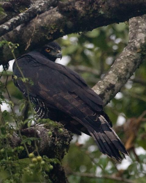 Black Hawk-Eagle Photo by Christopher L. Wood