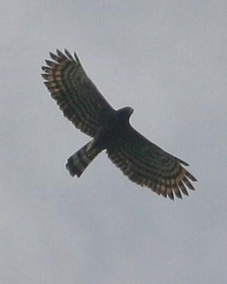 Black Hawk-Eagle Photo by Oscar Johnson