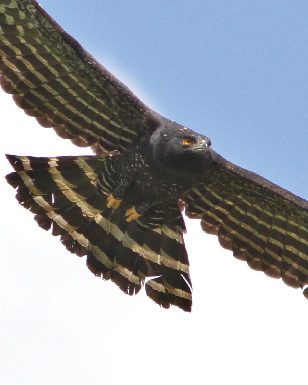 Black Hawk-Eagle Photo by Marcelo Padua