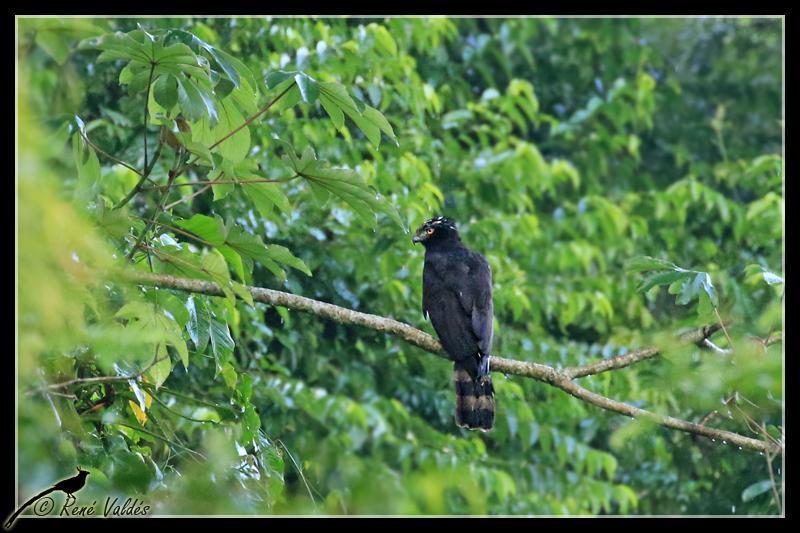 Black Hawk-Eagle Photo by Rene Valdes