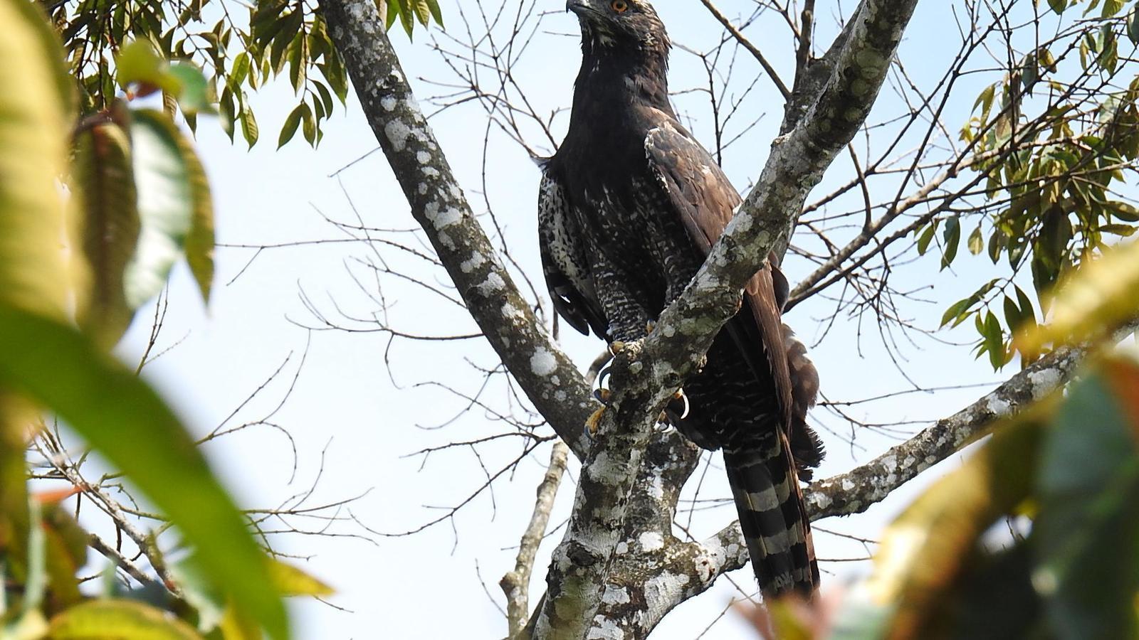 Black Hawk-Eagle Photo by Julio Delgado