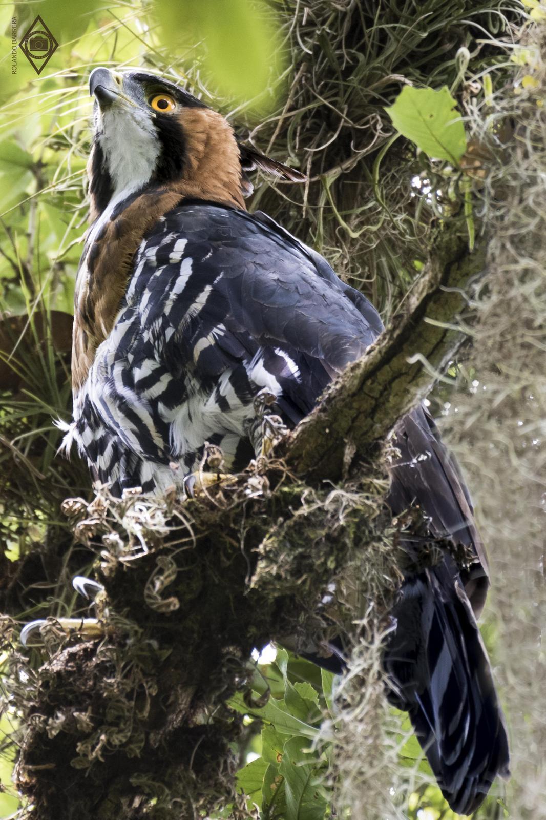 Ornate Hawk-Eagle Photo by Rolando Barrera
