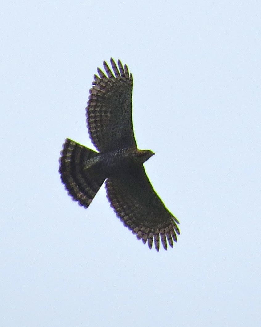 Ornate Hawk-Eagle Photo by John van Dort