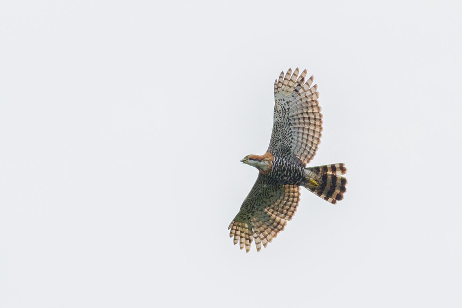 Ornate Hawk-Eagle Photo by Tom Johnson