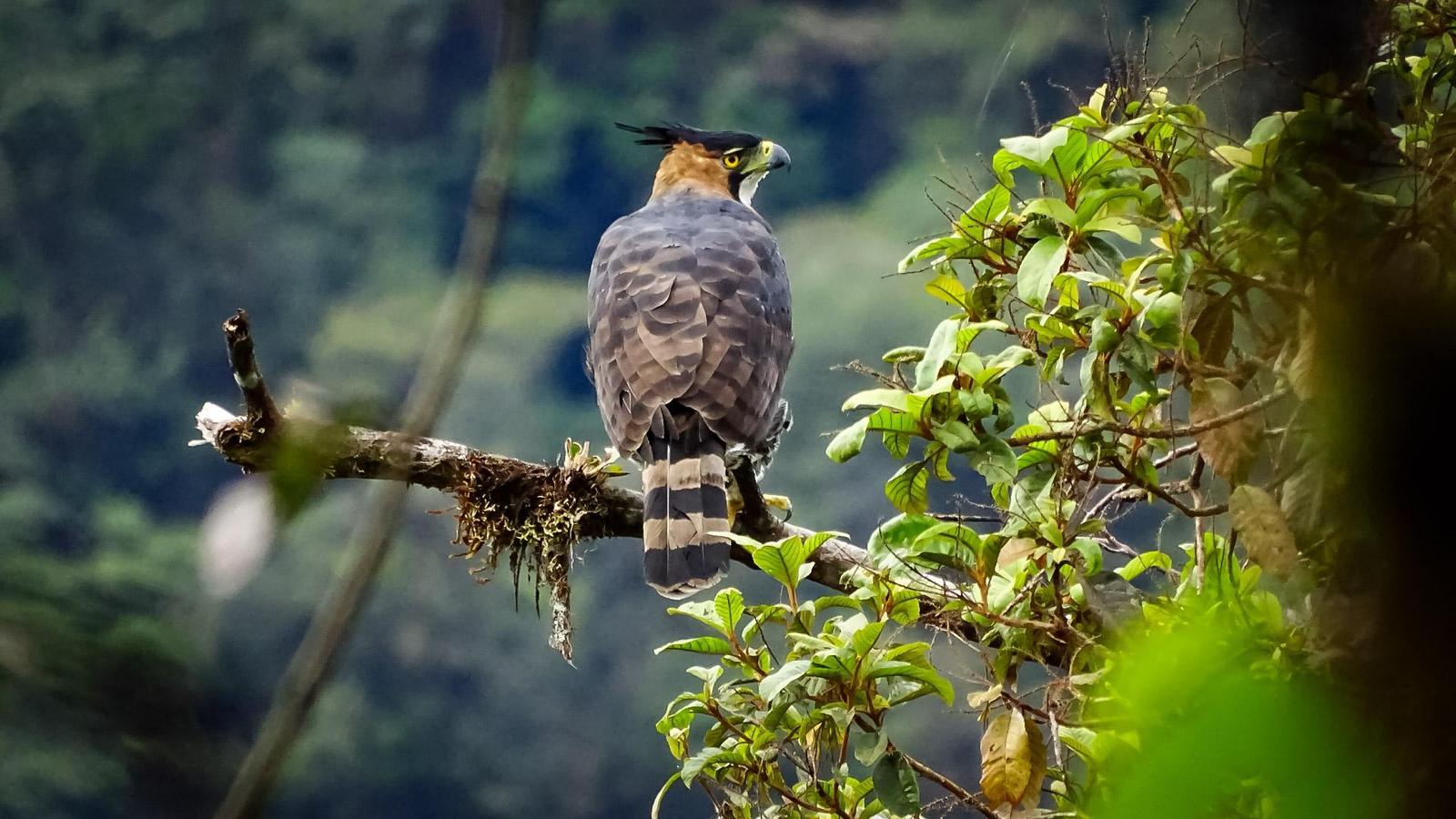 Ornate Hawk-Eagle Photo by Julio Delgado