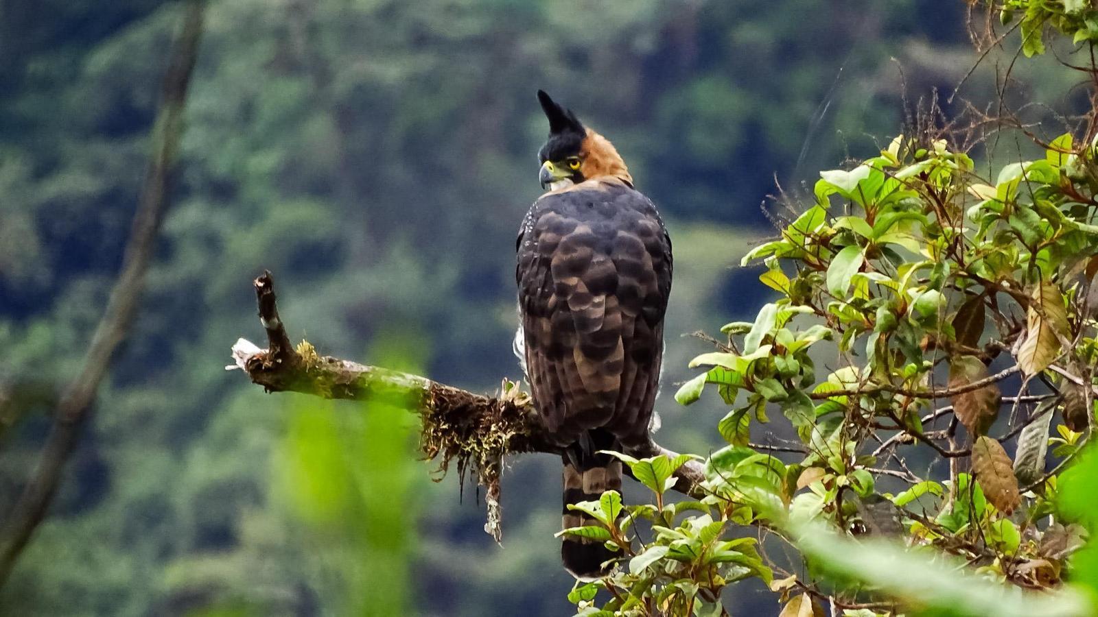 Ornate Hawk-Eagle Photo by Julio Delgado
