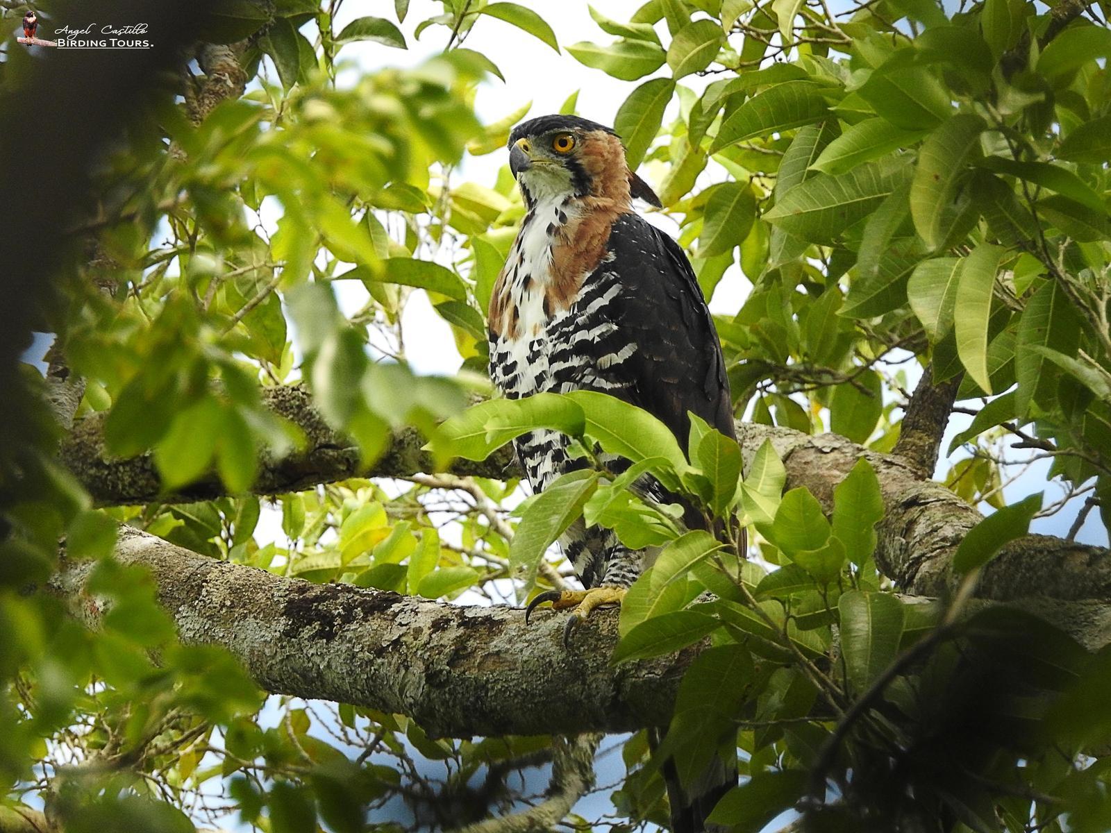 Ornate Hawk-Eagle Photo by Castillo Cime