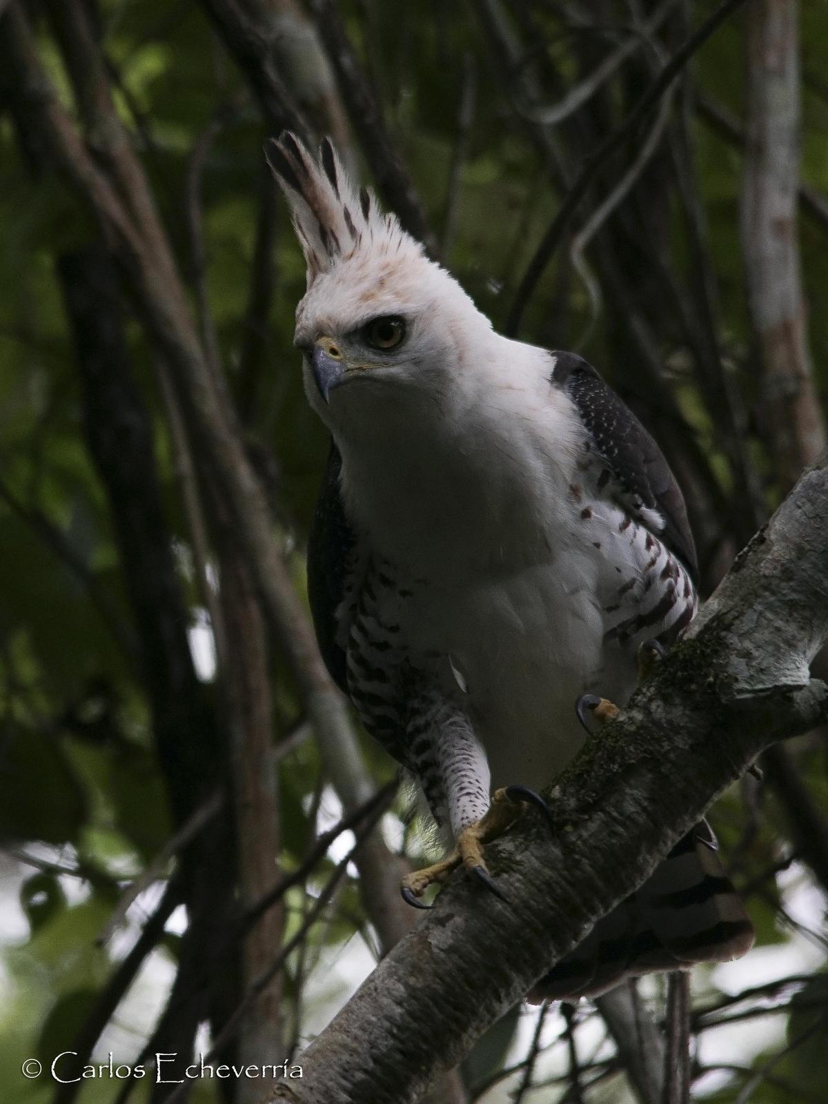 Ornate Hawk-Eagle Photo by Carlos Echeverría