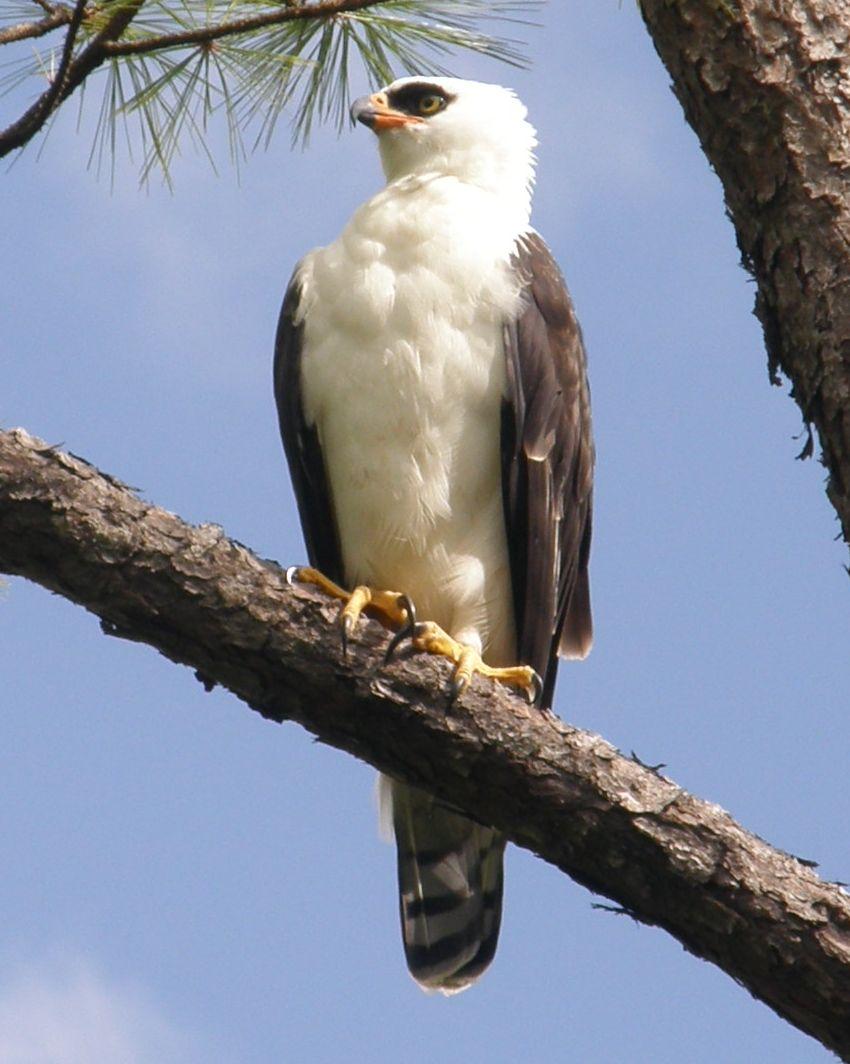 Black-and-white Hawk-Eagle Photo by Jenn Sinasac