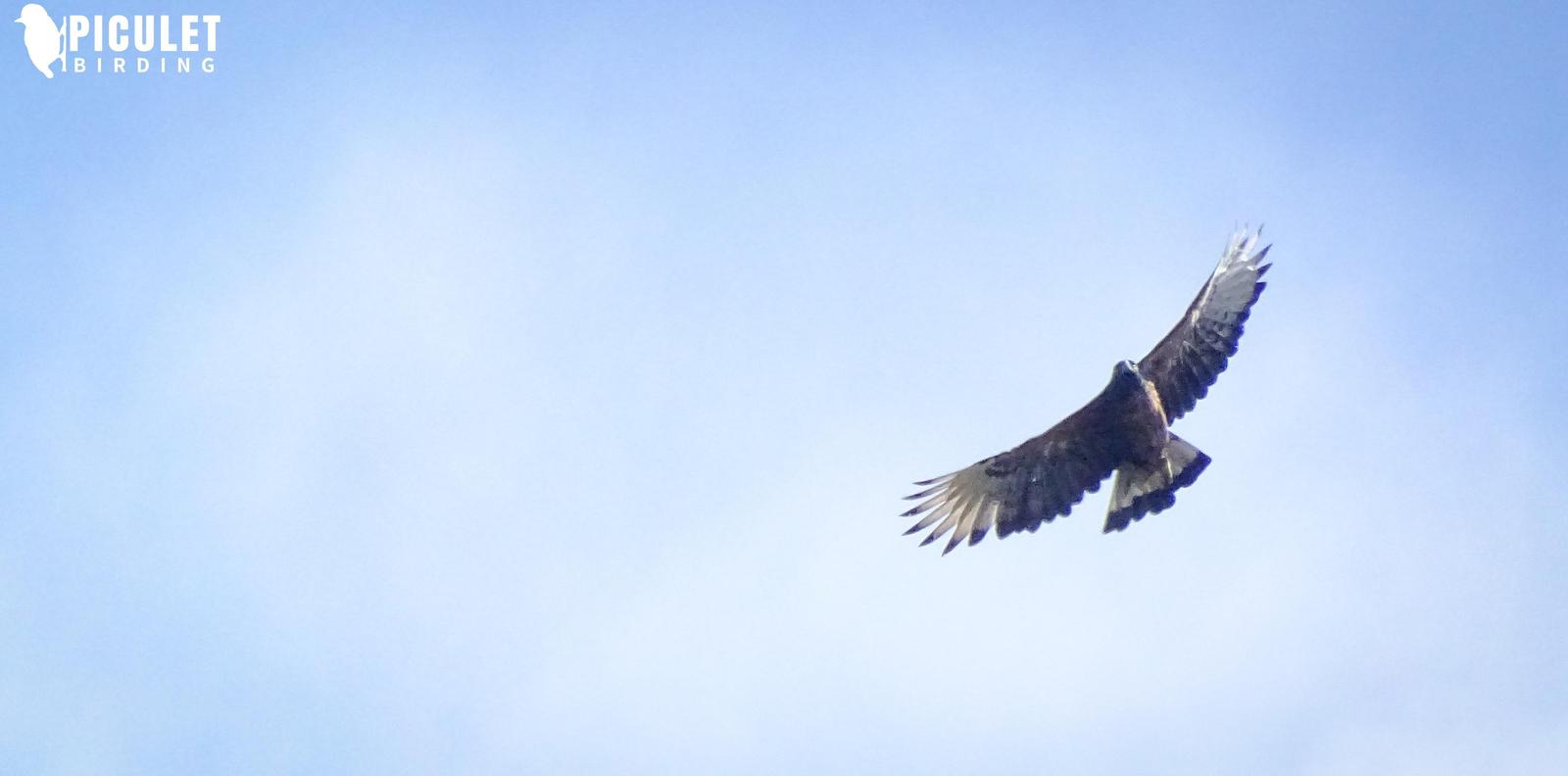 Black-and-chestnut Eagle Photo by Julio Delgado