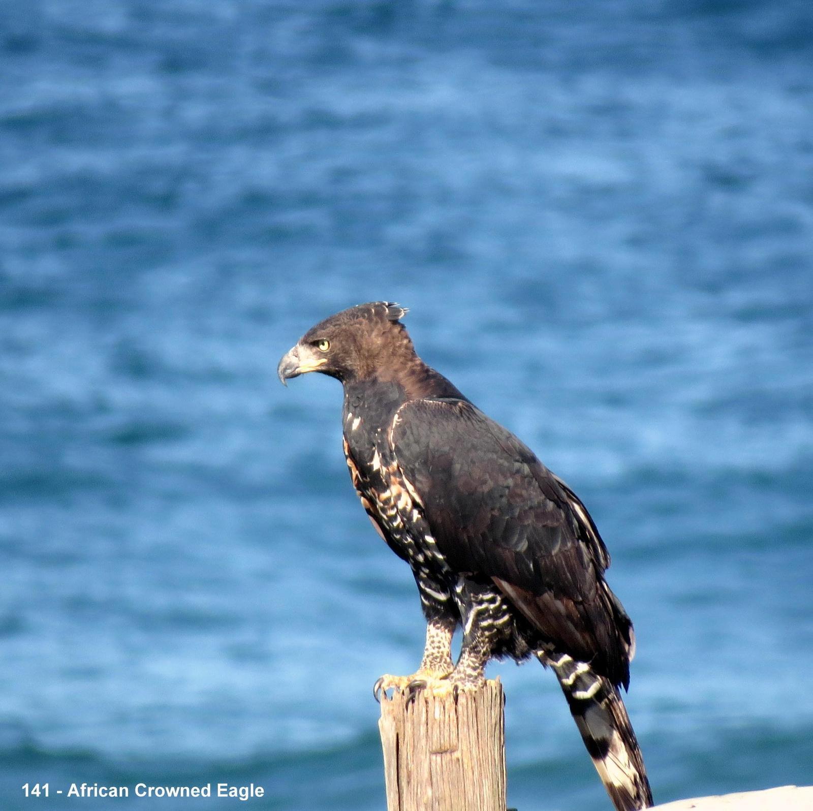 Crowned Eagle Photo by Richard  Lowe