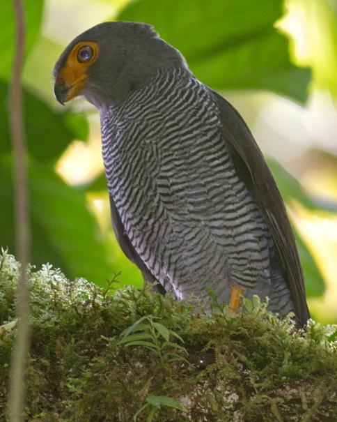 Barred Forest-Falcon Photo by Tiffany Kersten