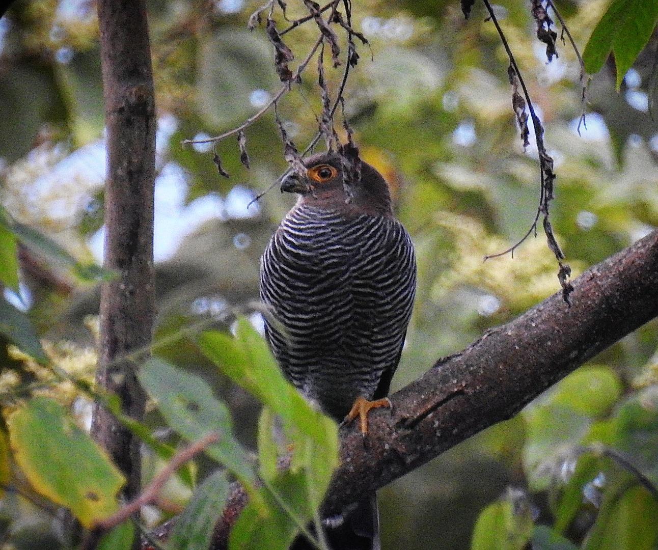 Barred Forest-Falcon Photo by Julio Delgado