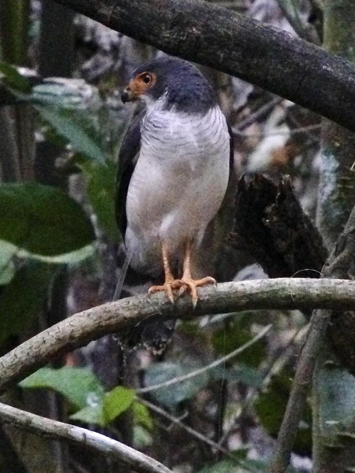 Cryptic Forest-Falcon Photo by Leonardo Garrigues