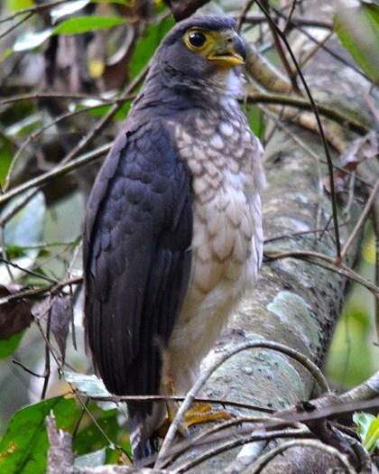 Slaty-backed Forest-Falcon Photo by Lev Frid