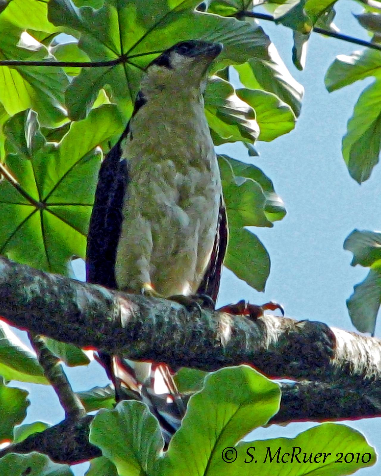 Collared Forest-Falcon Photo by Sandy McRuer