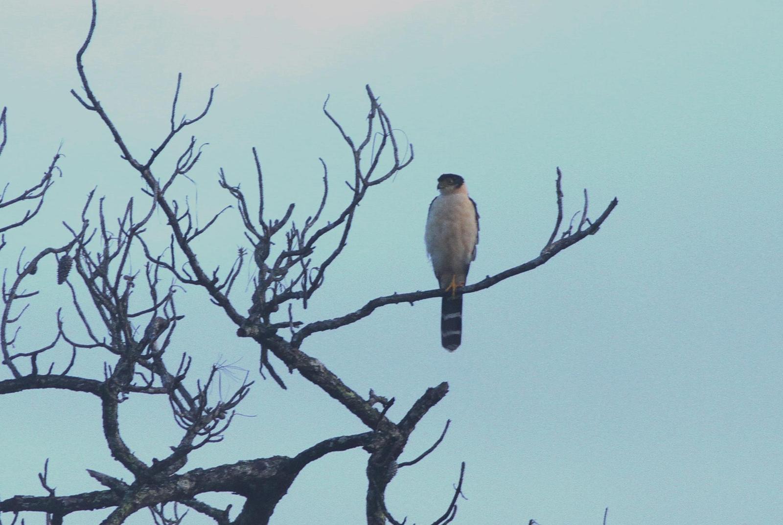 Collared Forest-Falcon Photo by Alex Lamoreaux