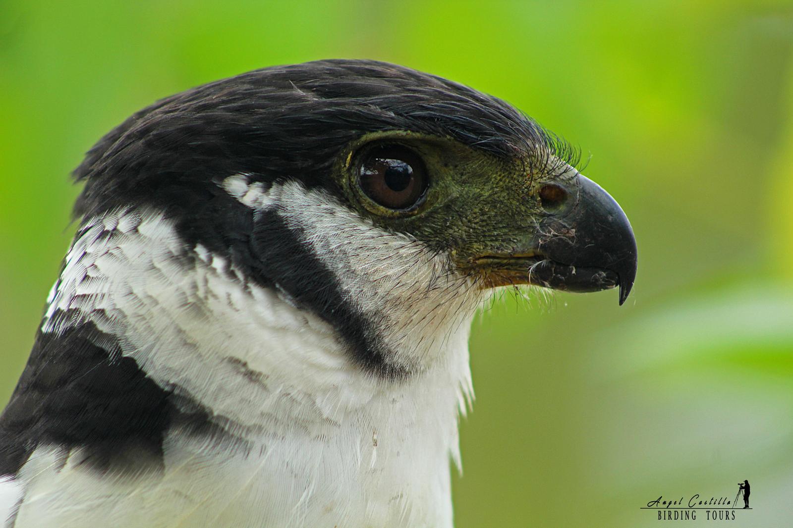 Collared Forest-Falcon Photo by Castillo Cime