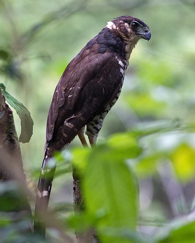 Collared Forest-Falcon Photo by Ryan Shaw