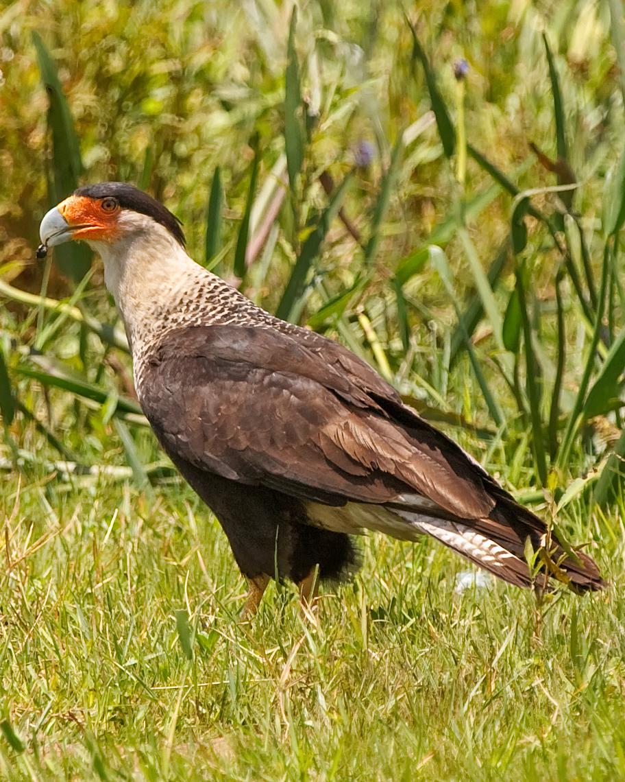 Crested Caracara Photo by JC Knoll