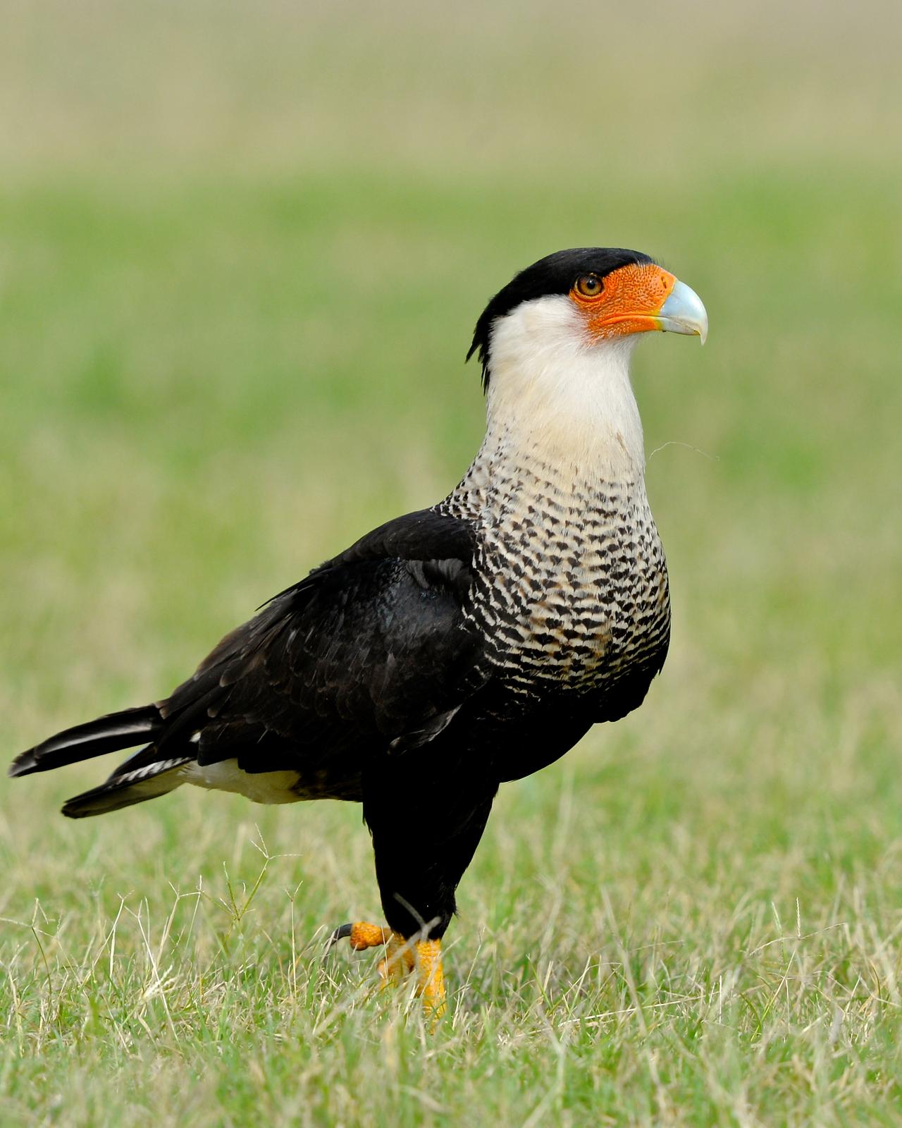 Crested Caracara Photo by Gerald Friesen