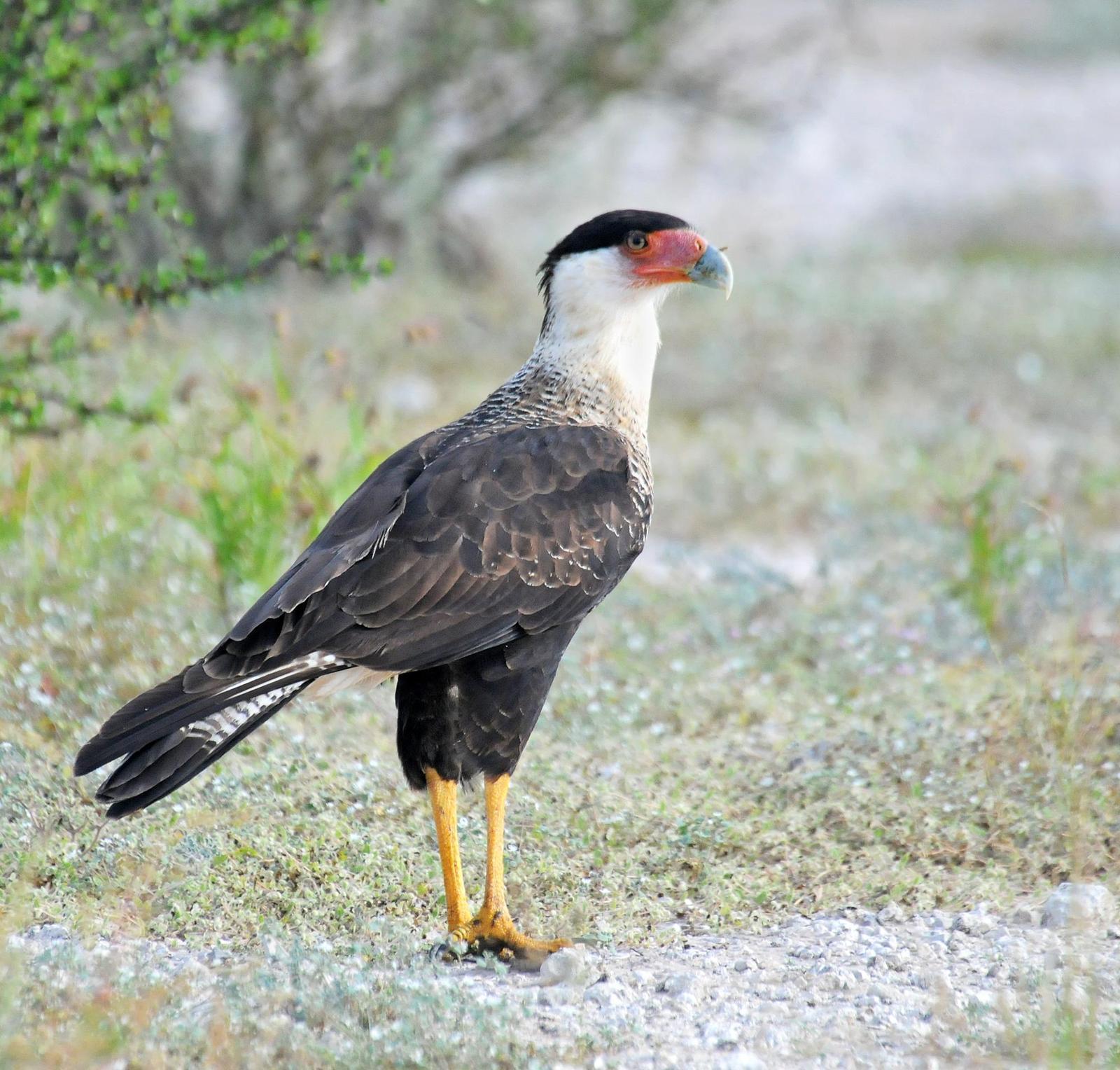 Crested Caracara Photo by Steven Mlodinow