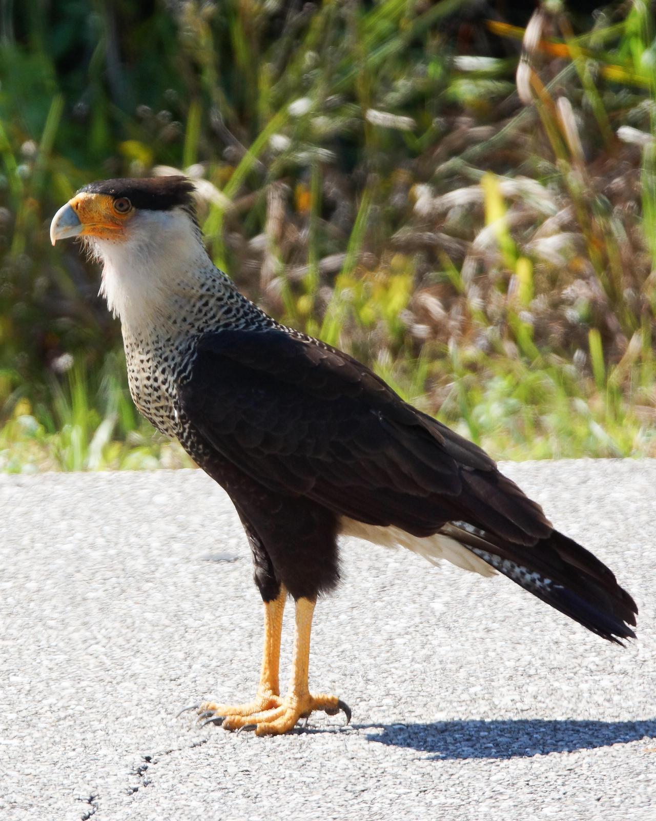 Crested Caracara Photo by Emily Percival