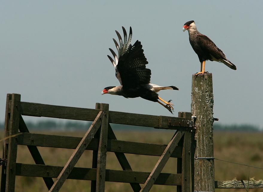 Crested Caracara Photo by dominic hall
