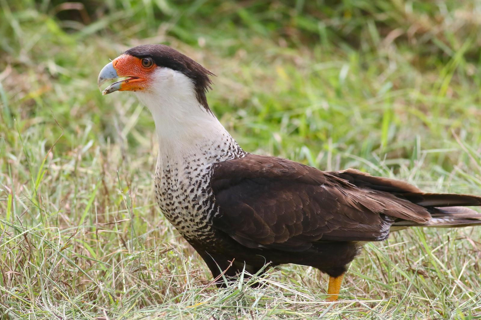 Crested Caracara Photo by Tom Ford-Hutchinson
