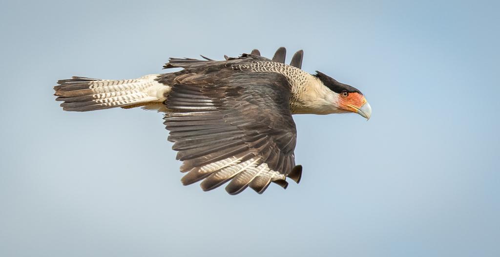 Crested Caracara Photo by Theodore W.  Hatem