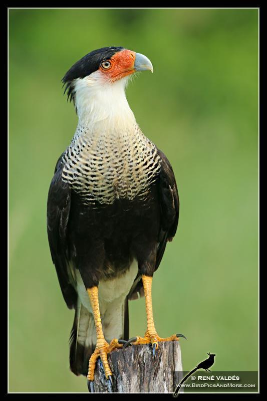 Crested Caracara Photo by Rene Valdes