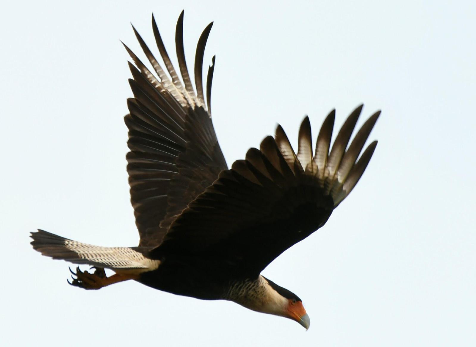 Crested Caracara Photo by Michael Horn