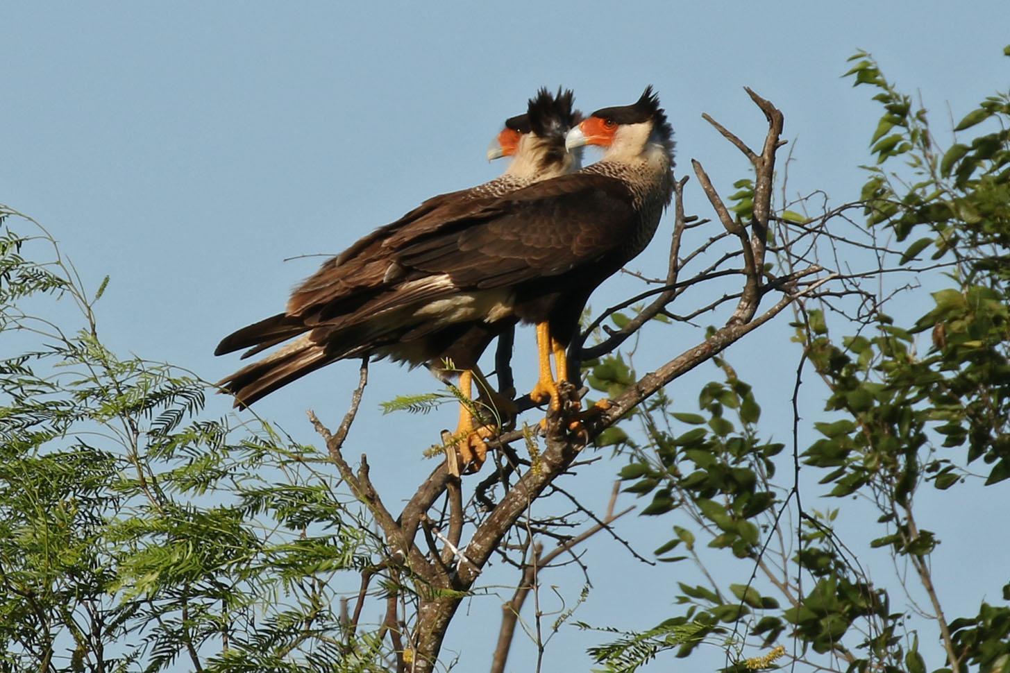 Crested Caracara Photo by Kristy Baker
