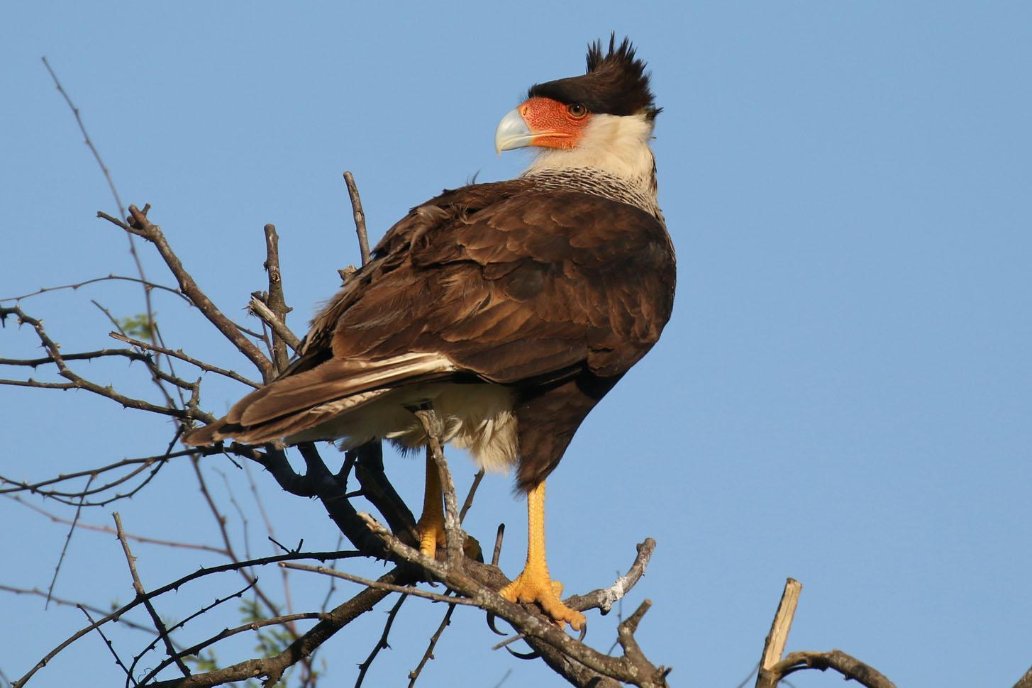 Crested Caracara Photo by Kristy Baker