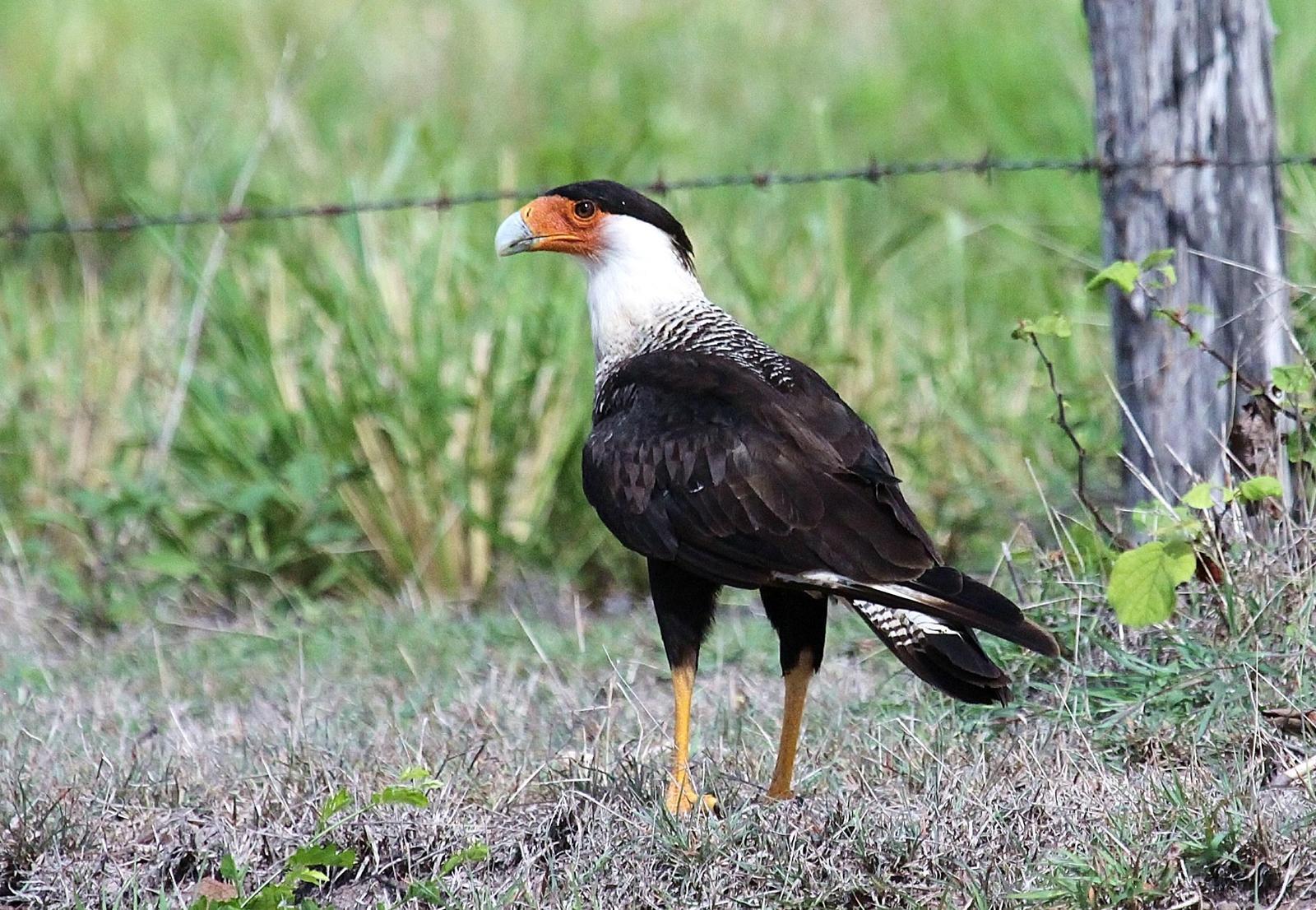Crested Caracara Photo by Matthew McCluskey