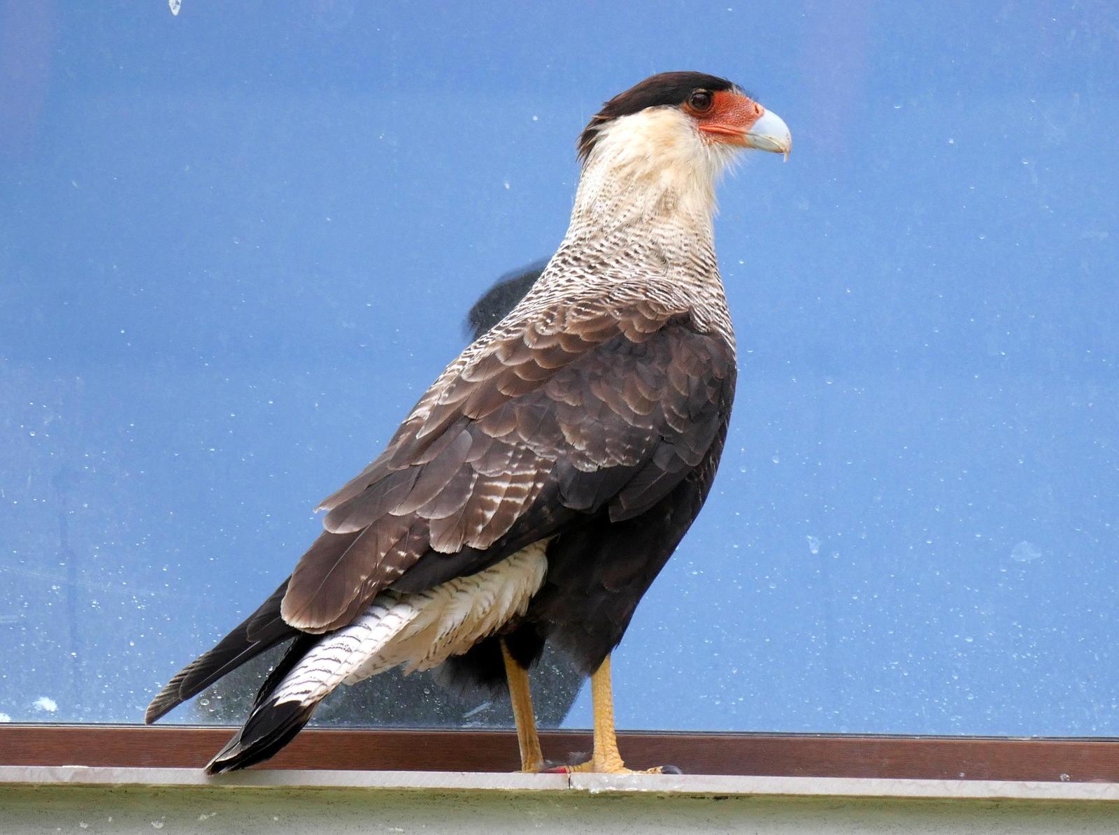 Southern Caracara Photo by Peter Lowe